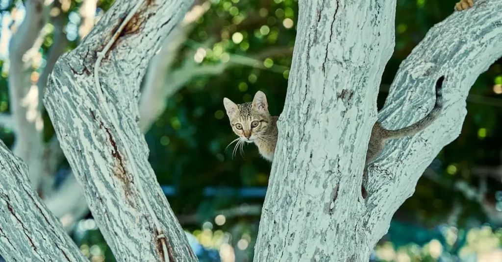 Best Cat Tree for Small Spaces