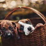 Top 10 Dog Food Bowl for Beginners 1938123