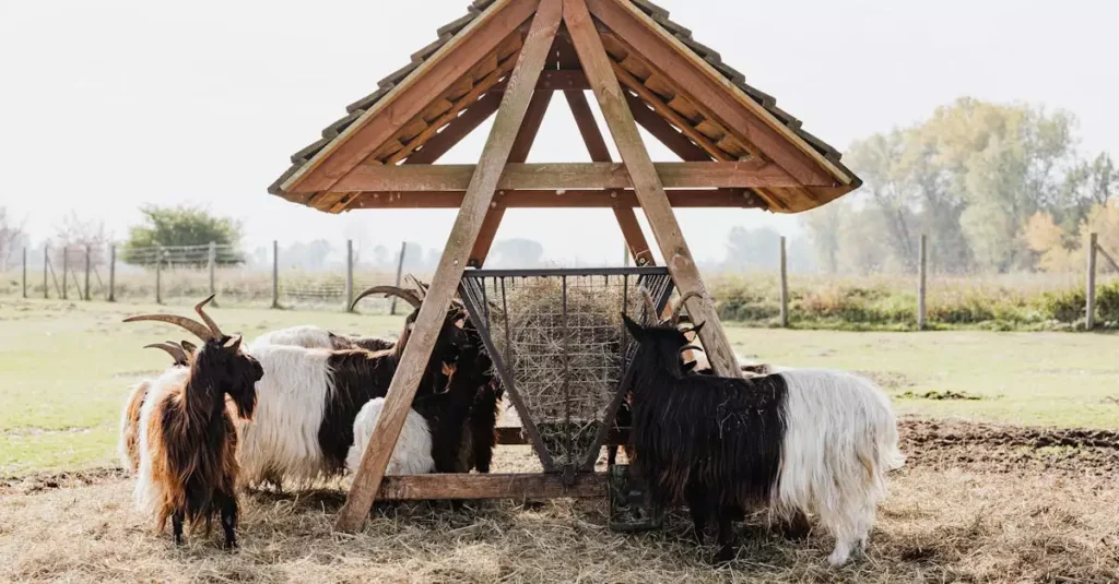 Best Automatic Feeder for Small Spaces