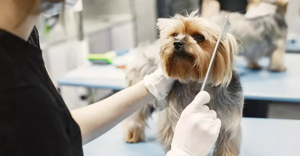 Best Pet Grooming Kit for Home Use