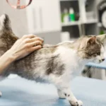 Top 10 Cat Tree for Beginners 6816847