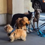 Best Dog Leash for Small Spaces 776142